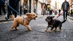 Varför en hund reagerar aggressivt mot andra hundar: Det handlar inte om elakhet