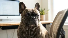 Varför franska bulldoggar ofta pruttar: Den främsta orsaken är inte så uppenbar