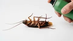 Vi blir av med kackerlackor en gång för alla: ett fantastiskt livstips som fungerar i praktiken