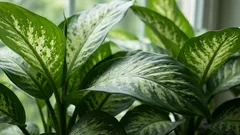 Dieffenbachia – den gröna jätten i ditt hem: 5 enkla tips