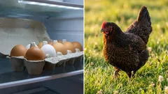 Höns i den egna trädgården eller ägg från affären: Vad är egentligen billigast